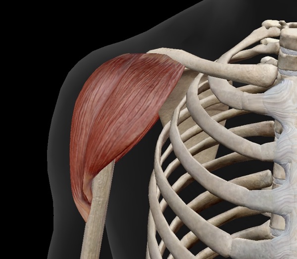 三角筋正面
