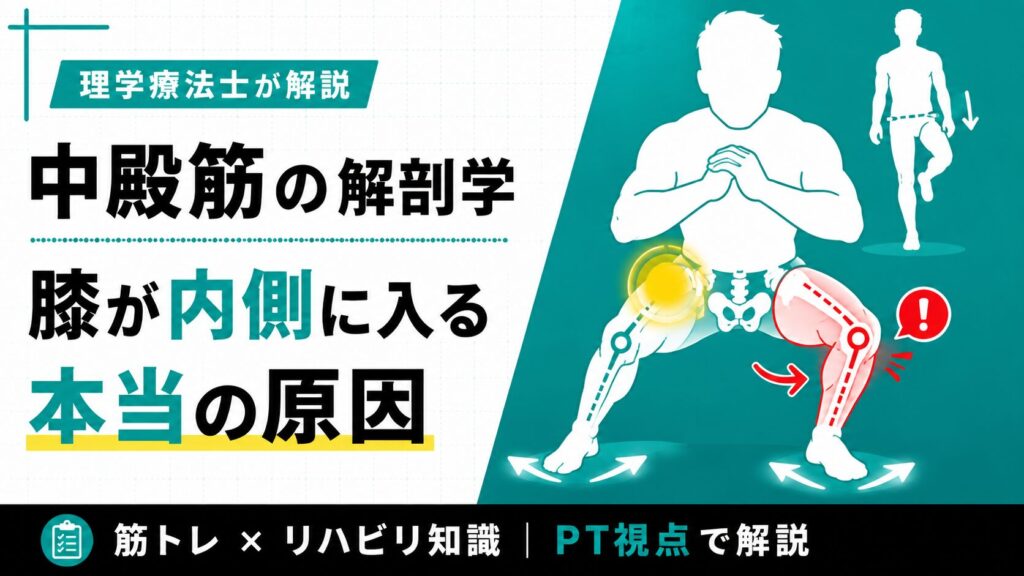 中殿筋の解剖学