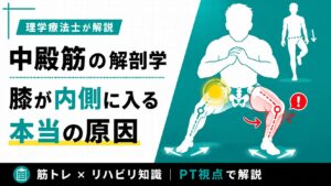 中殿筋の解剖学