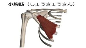 小胸筋
