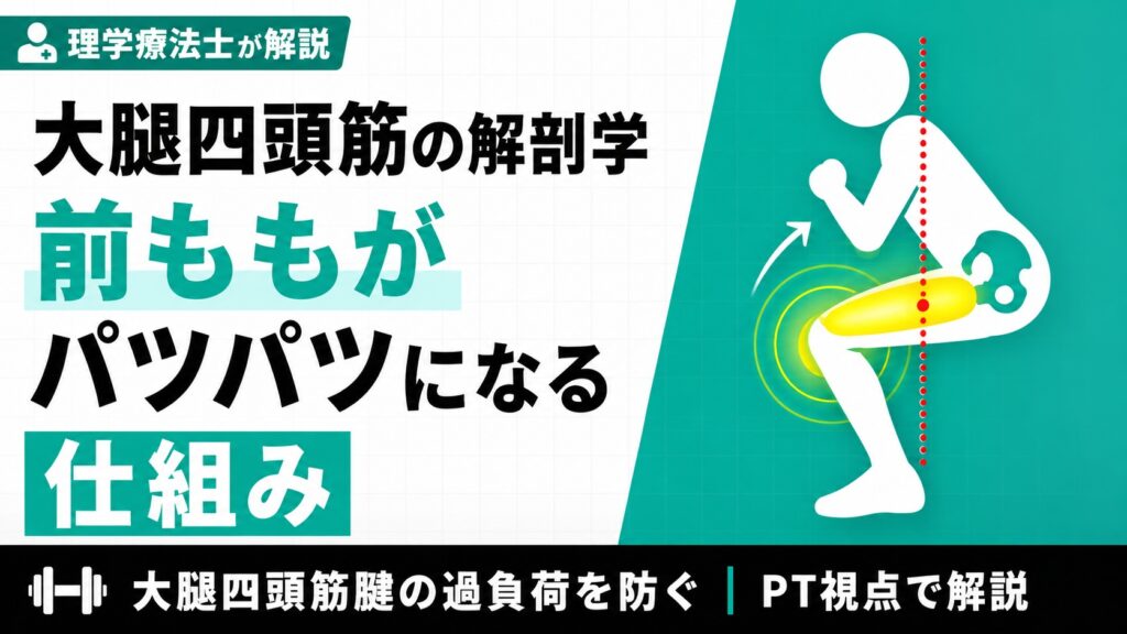 大腿四頭筋の解剖学　前ももがパツパツになる仕組み