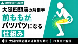 大腿四頭筋の解剖学　前ももがパツパツになる仕組み