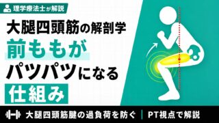 大腿四頭筋の解剖学 前ももがパツパツになる仕組み